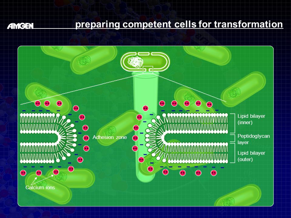 preparing competent cells for transformation