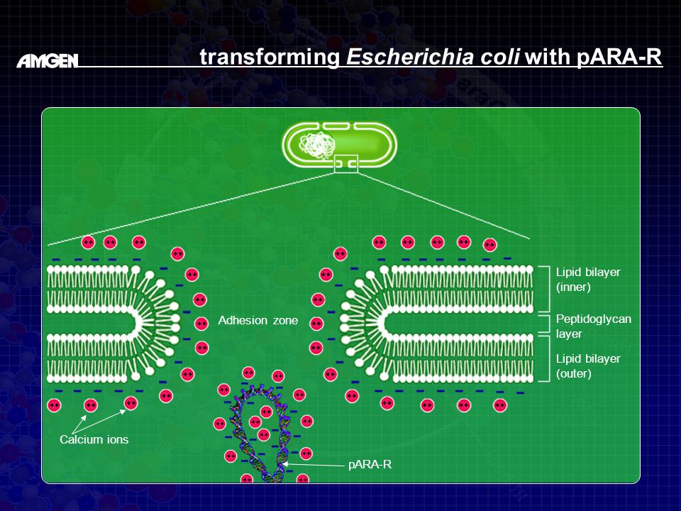 transforming Escherichia coli with pARA-R