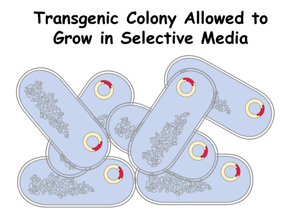 Transgenic Colony Allowed to Grow in Selective Media