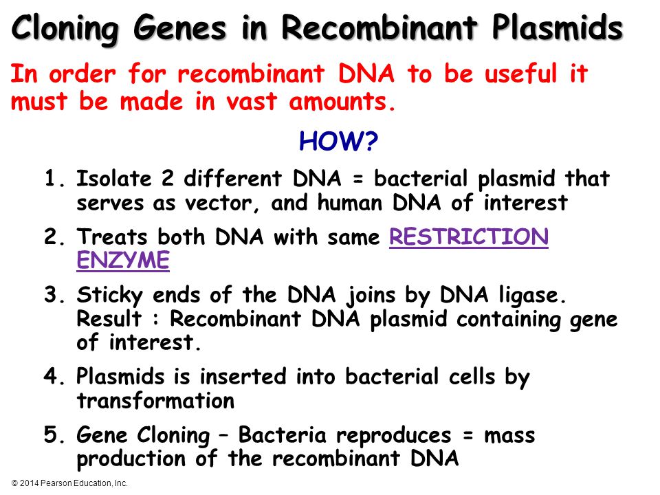 Cloning Genes in Recombinant Plasmids