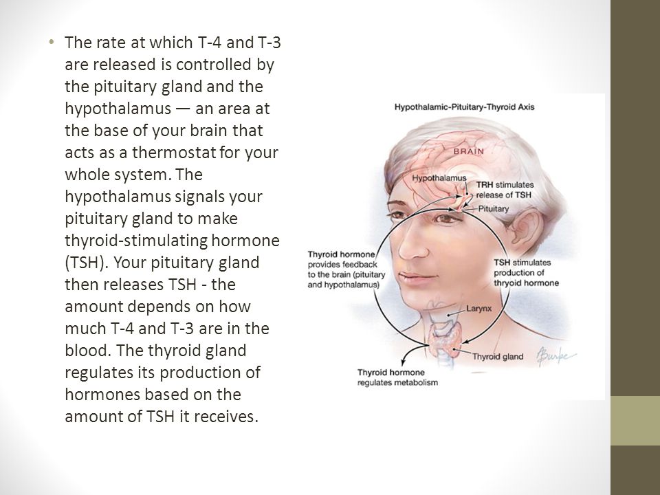 The rate at which T-4 and T-3 are released is controlled by the pituitary gland and the hypothalamus — an area at the base of your brain that acts as a thermostat for your whole system.