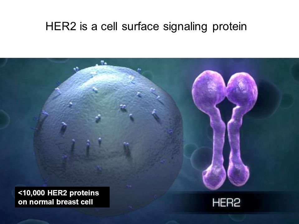 HER2 is a cell surface signaling protein