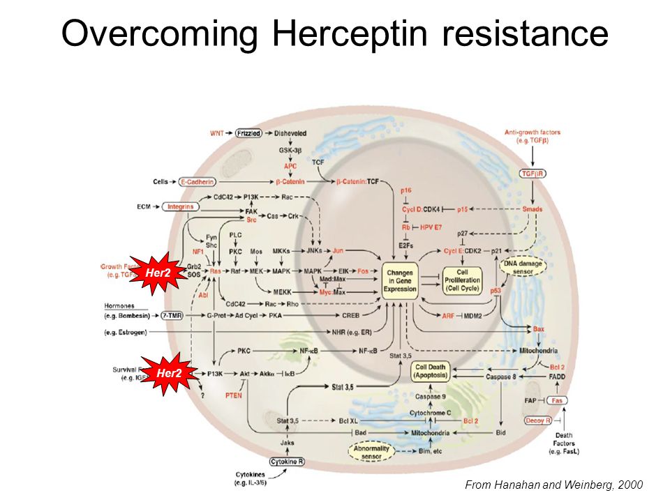 Overcoming Herceptin resistance