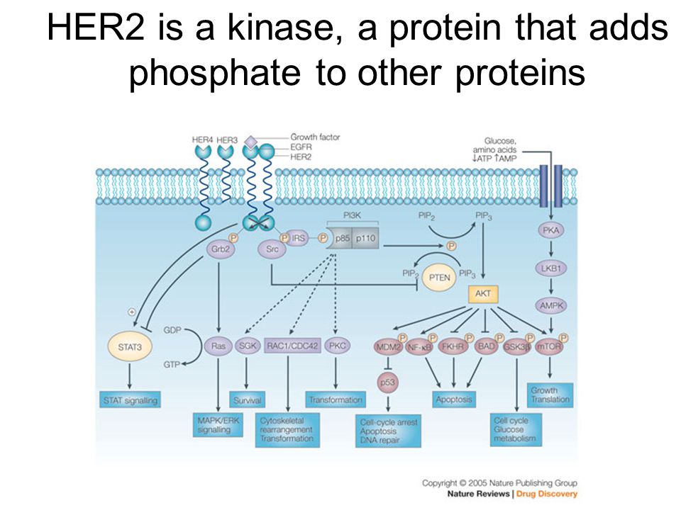 HER2 is a kinase, a protein that adds phosphate to other proteins