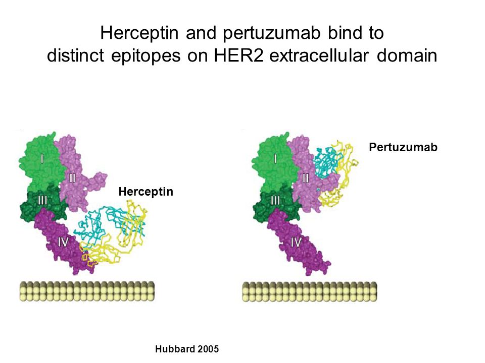 Herceptin and pertuzumab bind to distinct epitopes on HER2 extracellular domain