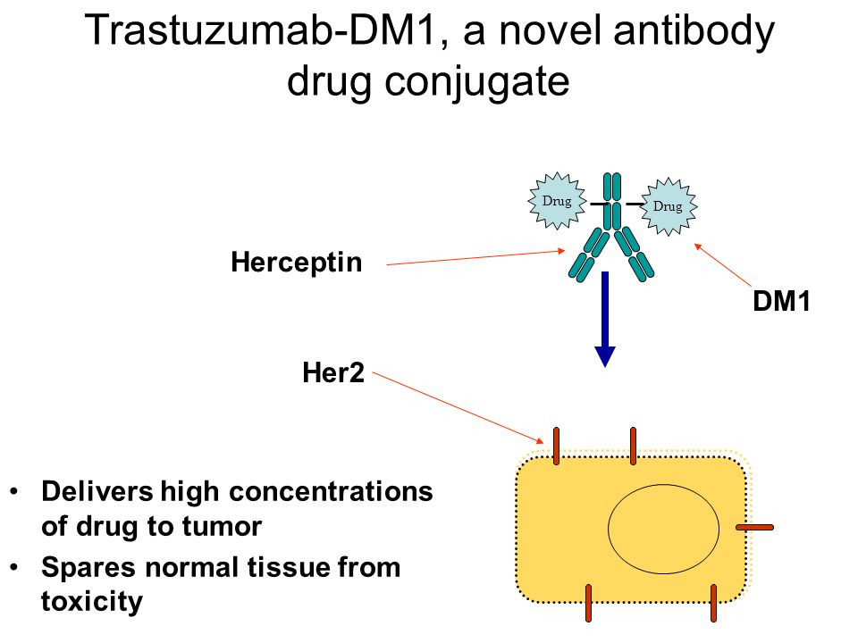Trastuzumab-DM1, a novel antibody drug conjugate