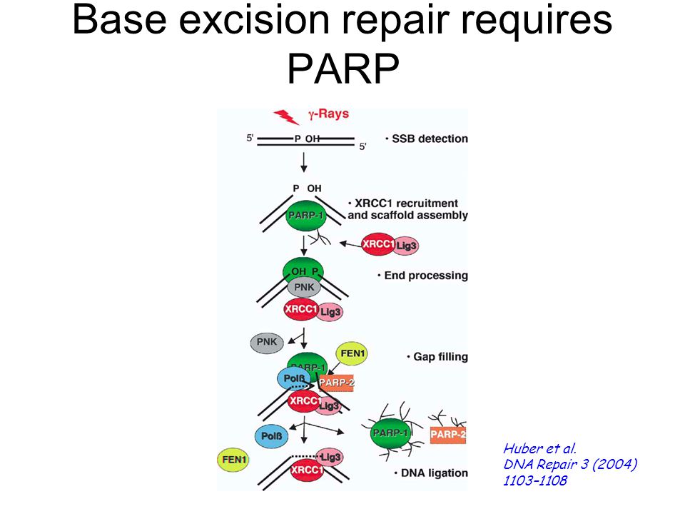 Base excision repair requires PARP