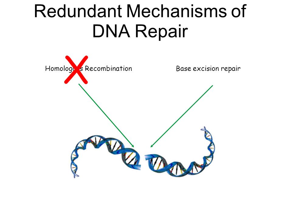 Redundant Mechanisms of DNA Repair