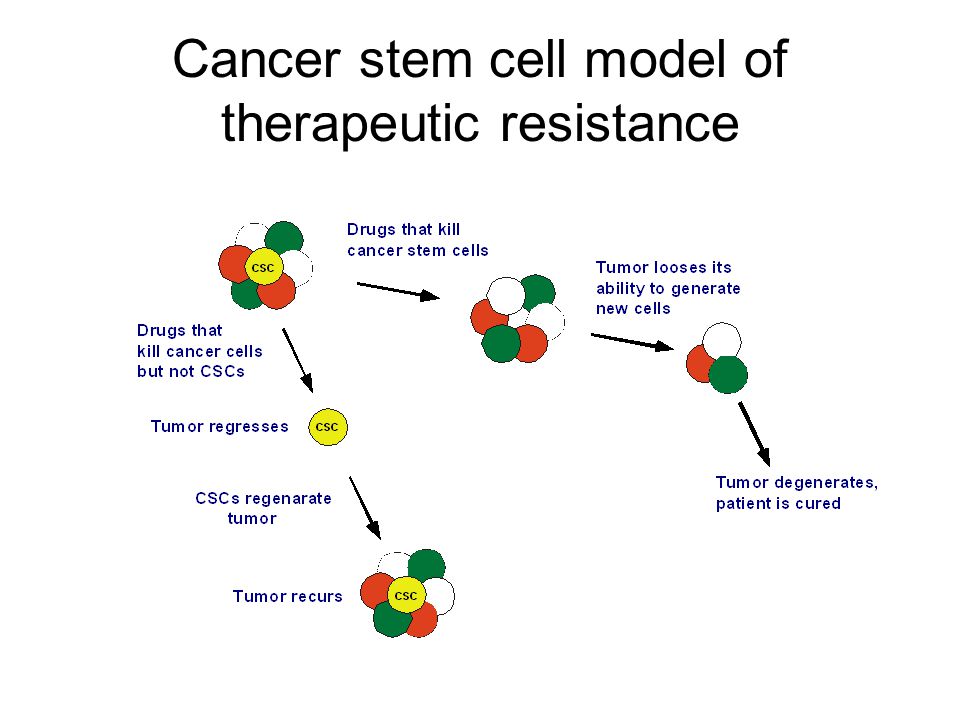 Cancer stem cell model of therapeutic resistance