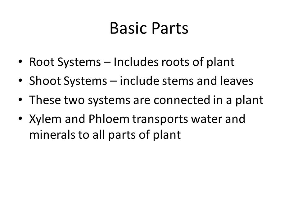 Basic Parts Root Systems – Includes roots of plant