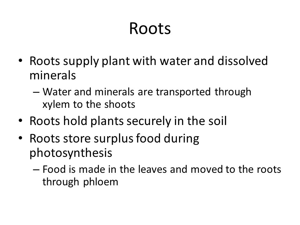 Roots Roots supply plant with water and dissolved minerals