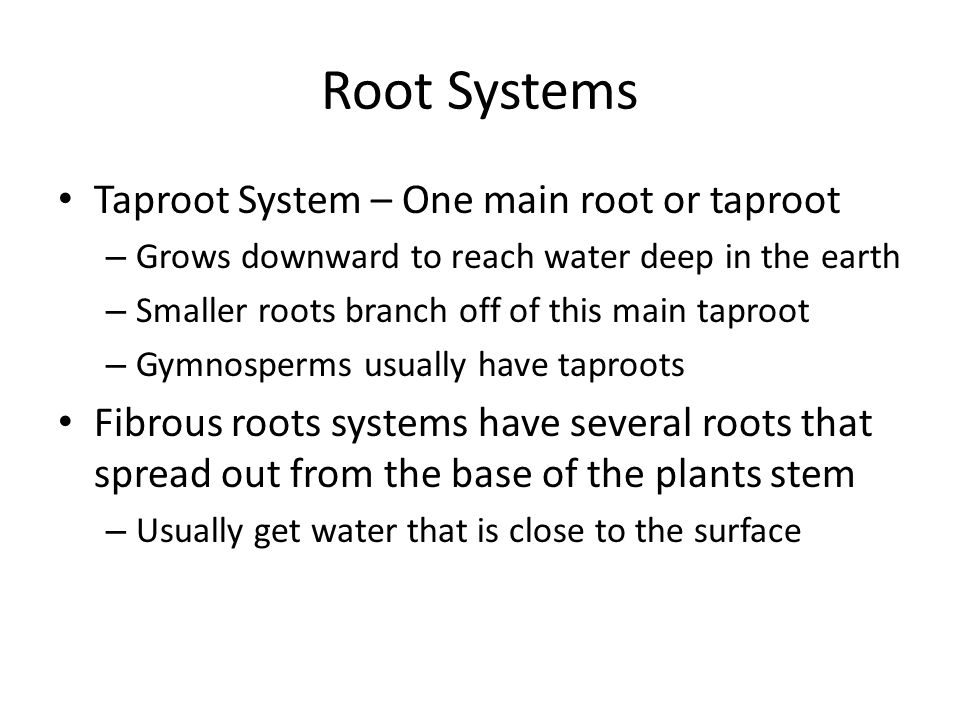 Root Systems Taproot System – One main root or taproot