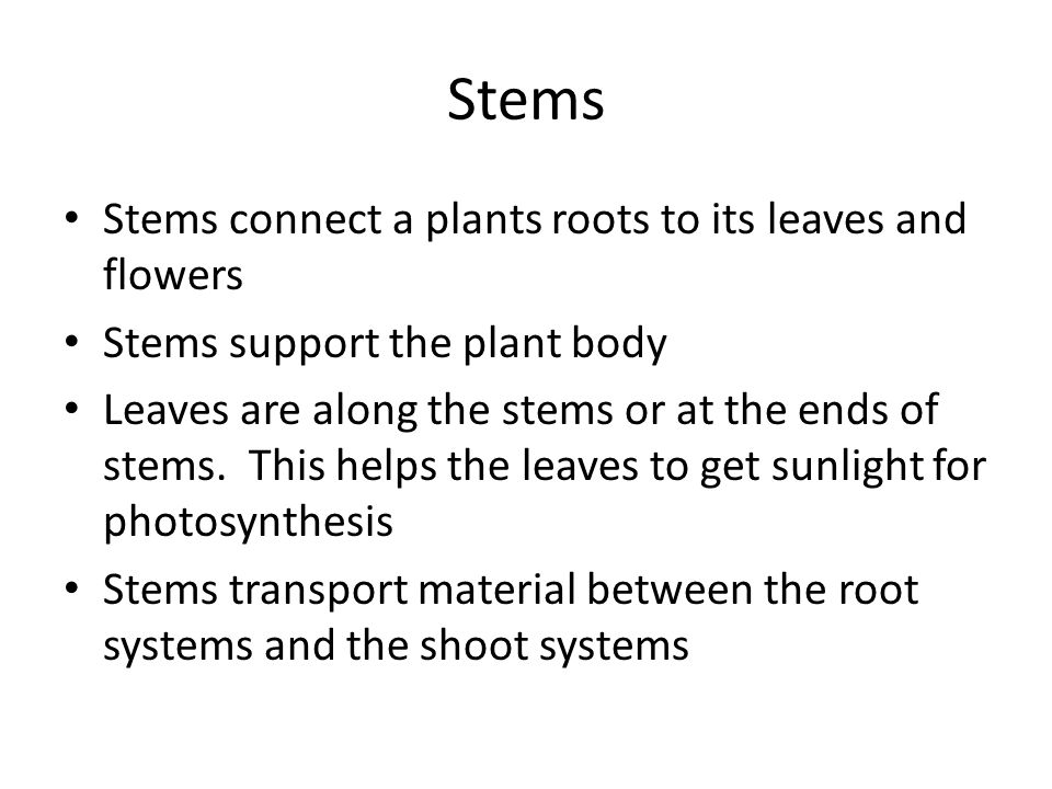 Stems Stems connect a plants roots to its leaves and flowers