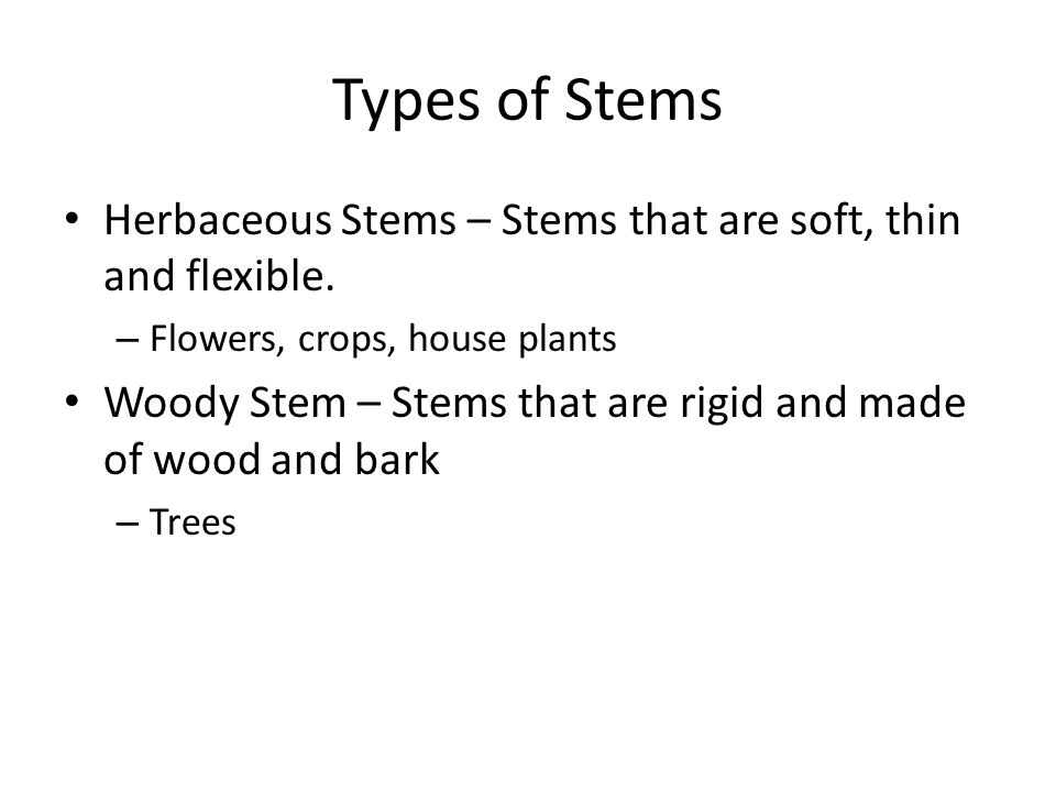 Types of Stems Herbaceous Stems – Stems that are soft, thin and flexible. Flowers, crops, house plants.