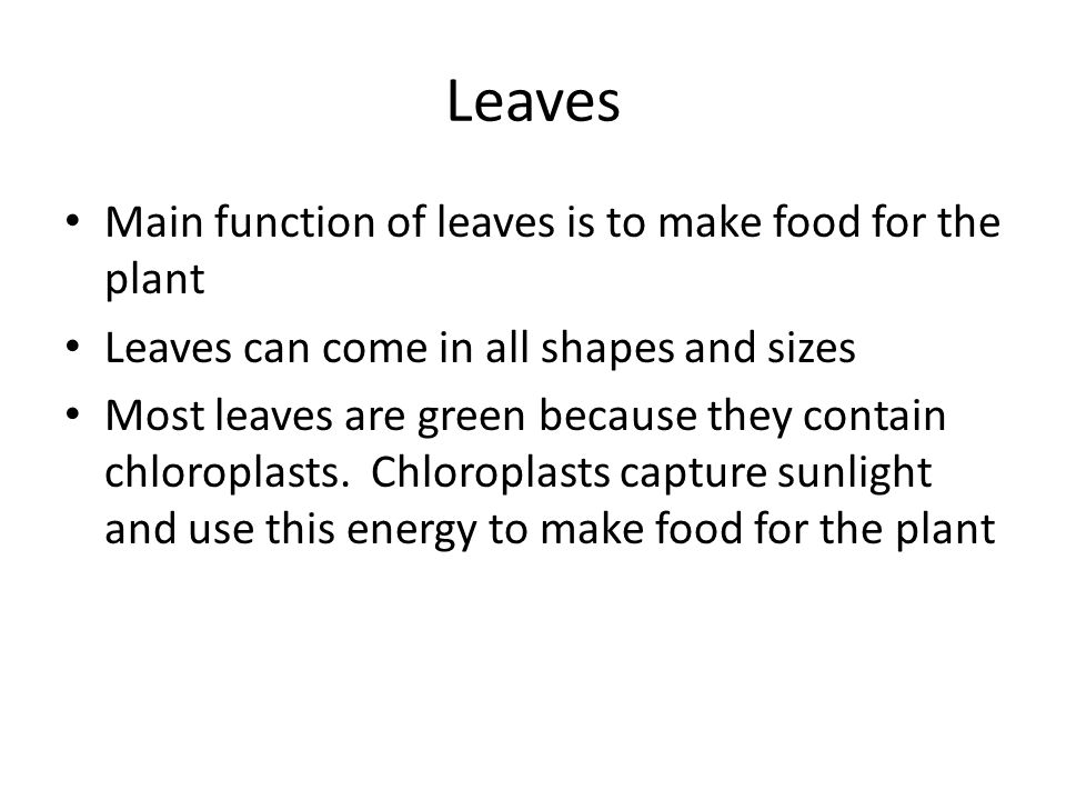 Leaves Main function of leaves is to make food for the plant