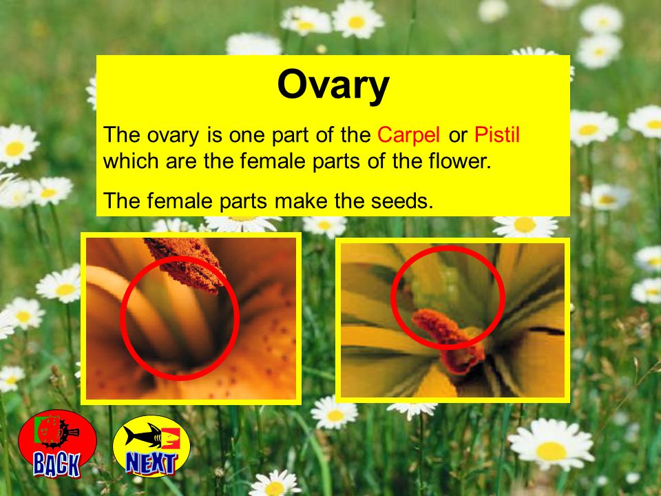 Ovary The ovary is one part of the Carpel or Pistil which are the female parts of the flower. The female parts make the seeds.
