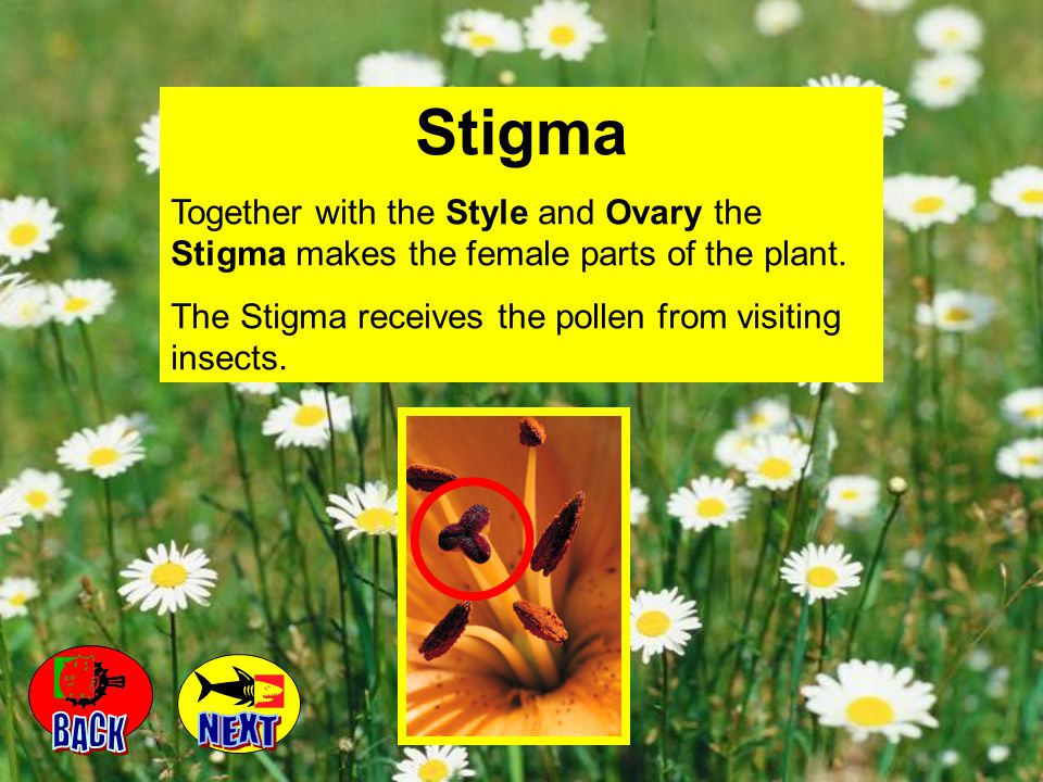 Stigma Together with the Style and Ovary the Stigma makes the female parts of the plant. The Stigma receives the pollen from visiting insects.