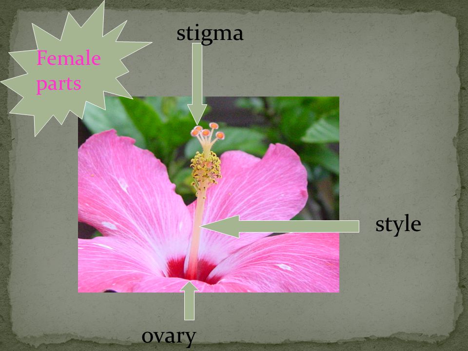 stigma Female parts style ovary