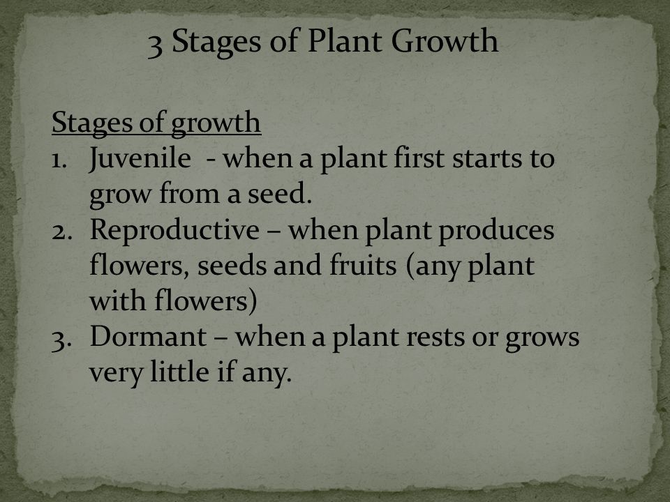 3 Stages of Plant Growth Stages of growth