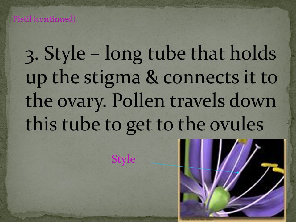 Pistil (continued) 3. Style – long tube that holds up the stigma & connects it to the ovary. Pollen travels down this tube to get to the ovules.