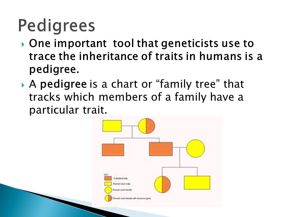 Pedigrees One important tool that geneticists use to trace the inheritance of traits in humans is a pedigree.