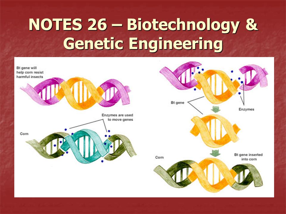 NOTES 26 – Biotechnology & Genetic Engineering