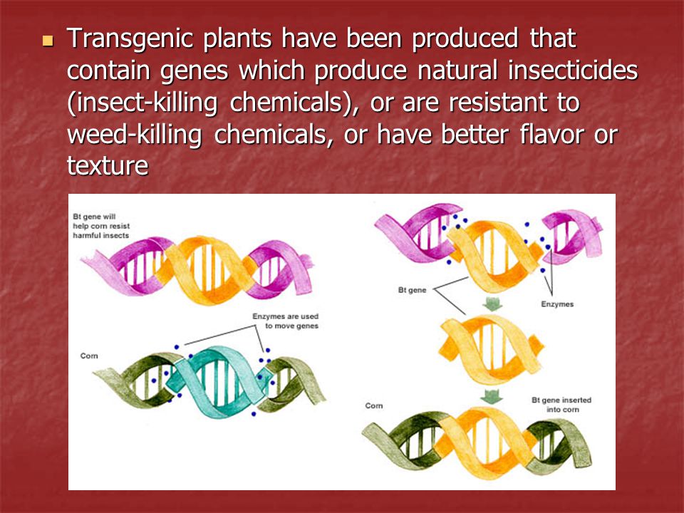 Transgenic plants have been produced that contain genes which produce natural insecticides (insect-killing chemicals), or are resistant to weed-killing chemicals, or have better flavor or texture