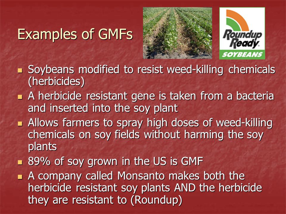 Examples of GMFs Soybeans modified to resist weed-killing chemicals (herbicides)