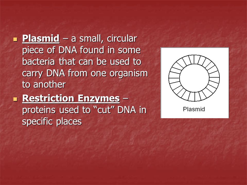 Plasmid – a small, circular piece of DNA found in some bacteria that can be used to carry DNA from one organism to another