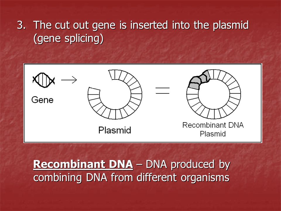 The cut out gene is inserted into the plasmid (gene splicing)