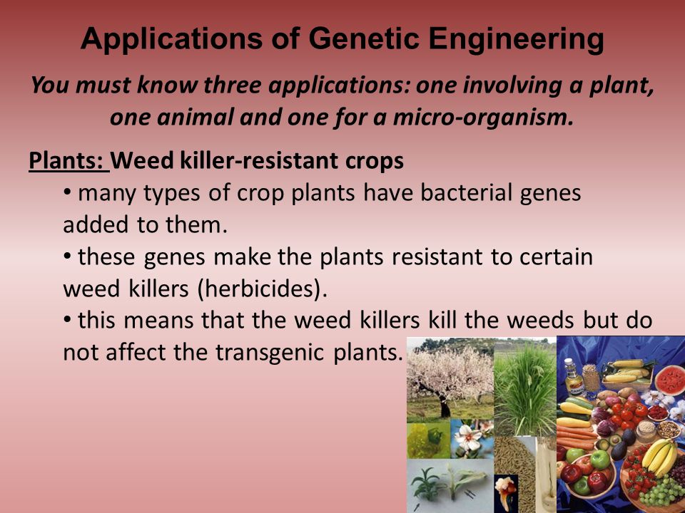 Applications of Genetic Engineering