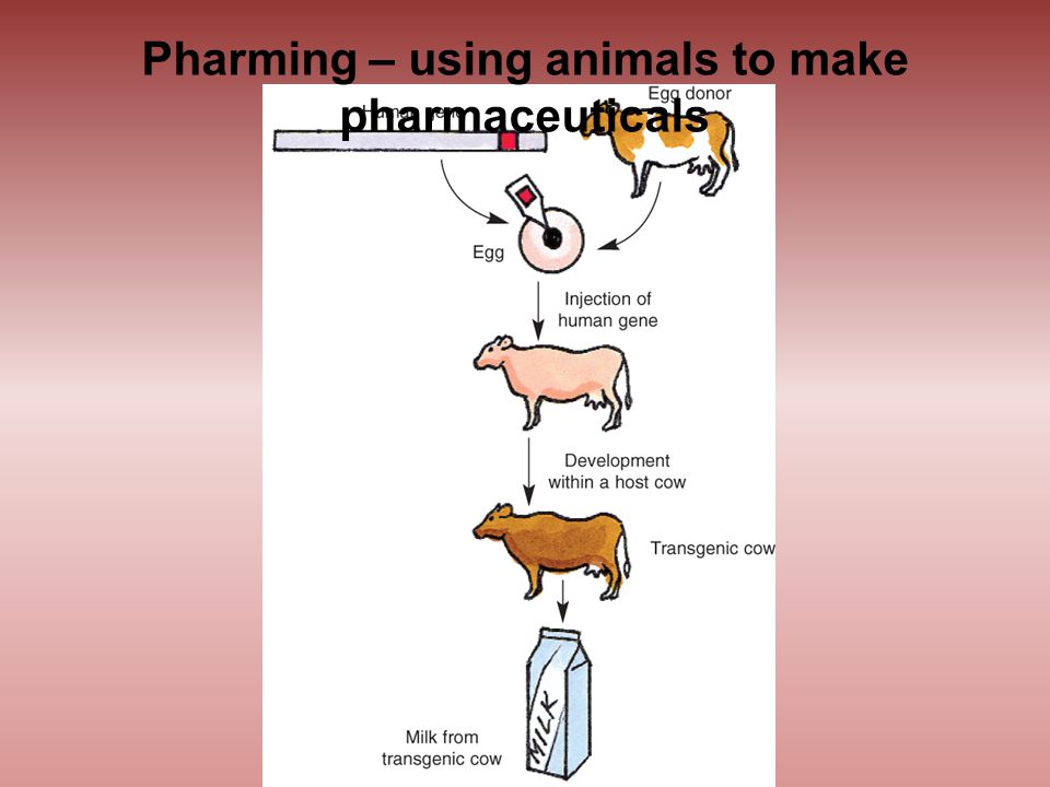 Pharming – using animals to make pharmaceuticals