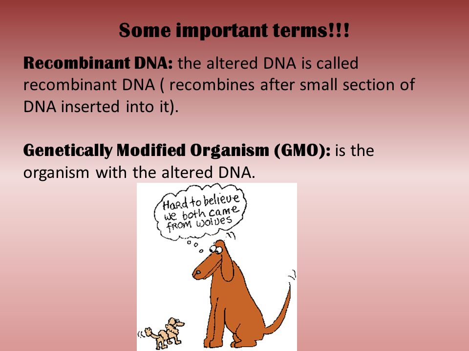 Some important terms!!! Recombinant DNA: the altered DNA is called recombinant DNA ( recombines after small section of DNA inserted into it).