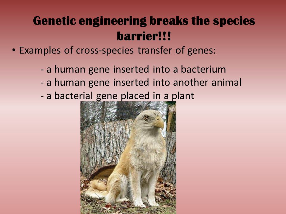 Genetic engineering breaks the species barrier!!!