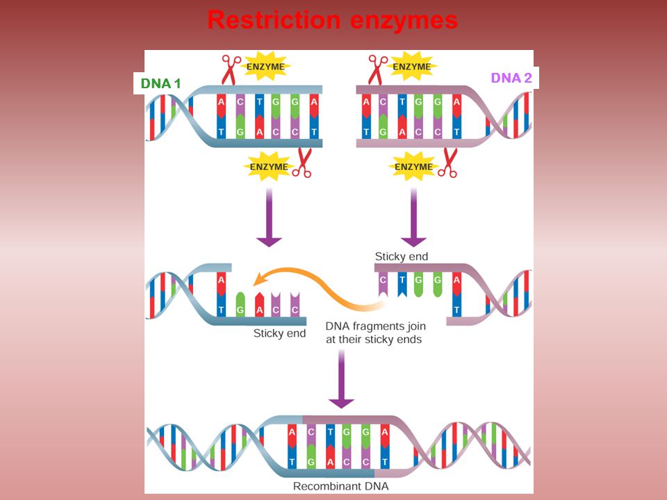 Restriction enzymes DNA 1 DNA 2