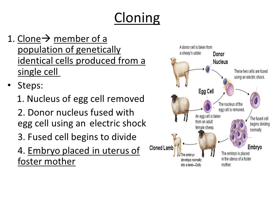 Cloning 1. Clone member of a population of genetically identical cells produced from a single cell