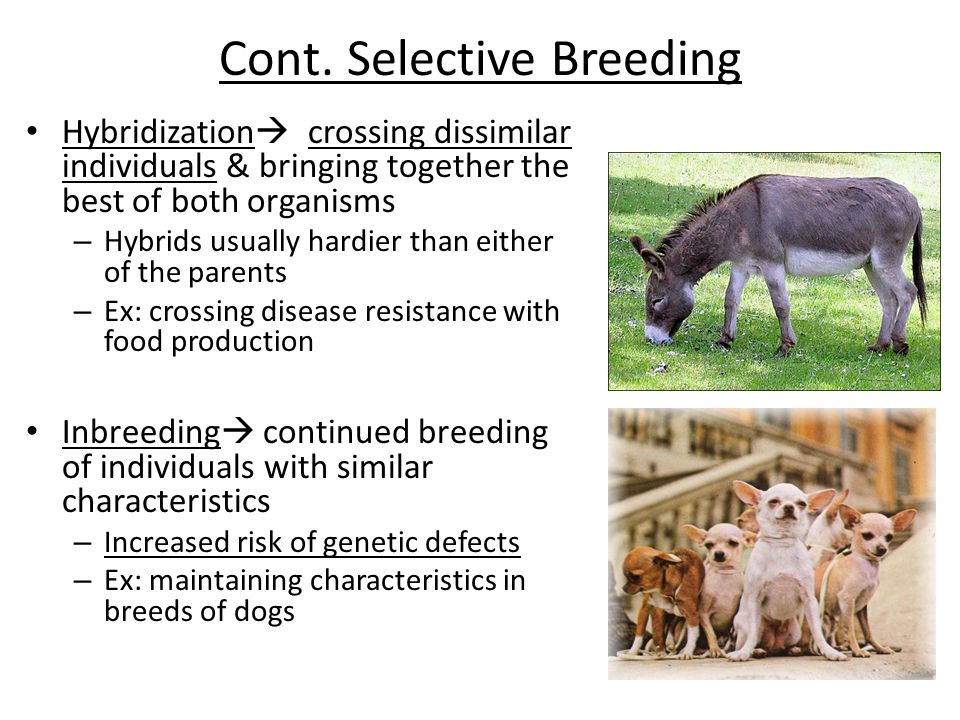 Cont. Selective Breeding