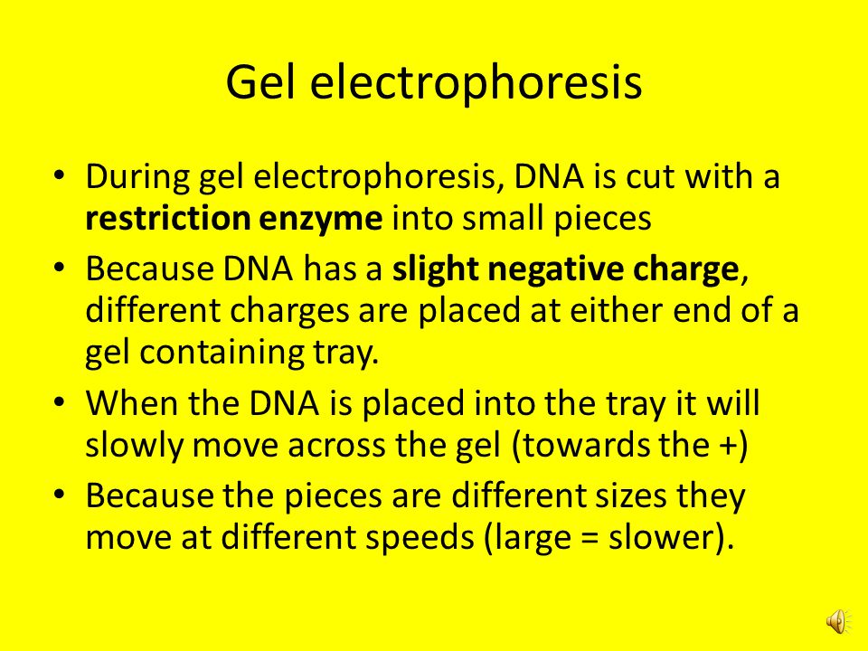 Gel electrophoresis During gel electrophoresis, DNA is cut with a restriction enzyme into small pieces.