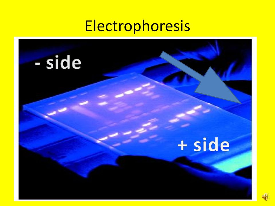 Electrophoresis - side + side