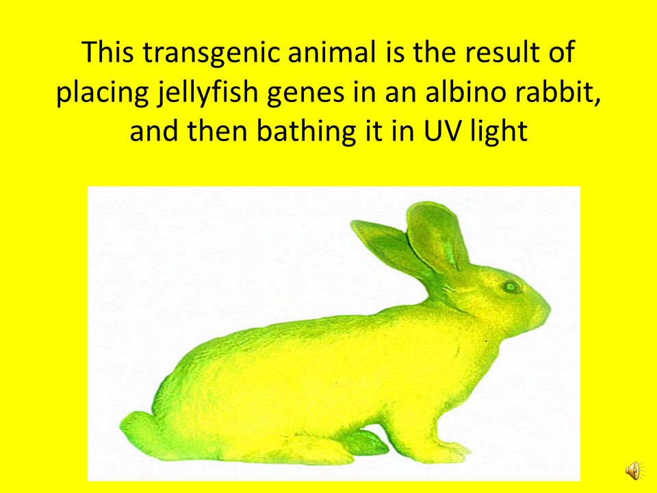 This transgenic animal is the result of placing jellyfish genes in an albino rabbit, and then bathing it in UV light