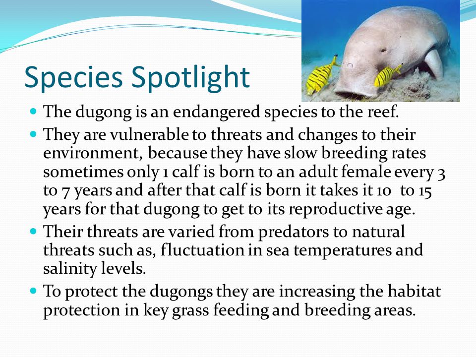 Species Spotlight The dugong is an endangered species to the reef.