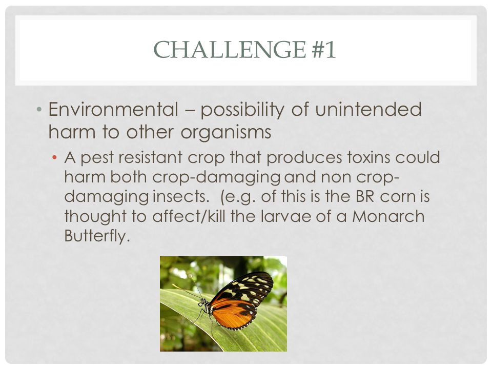 Challenge #1 Environmental – possibility of unintended harm to other organisms.