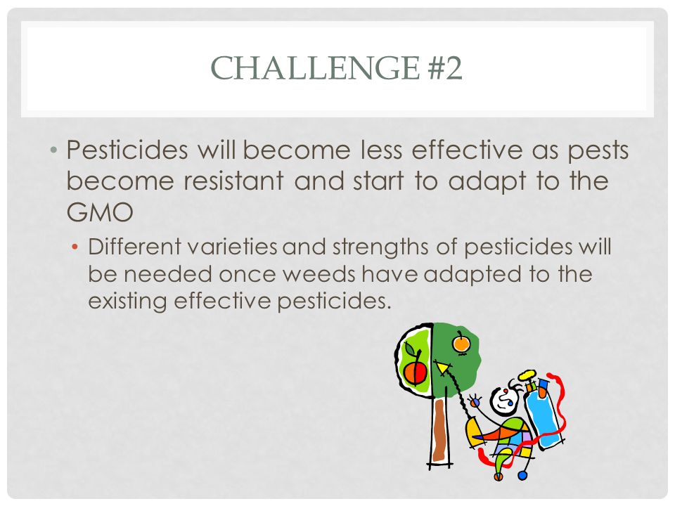 Challenge #2 Pesticides will become less effective as pests become resistant and start to adapt to the GMO.