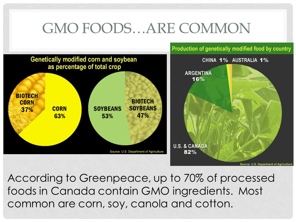 GMO foods…are common