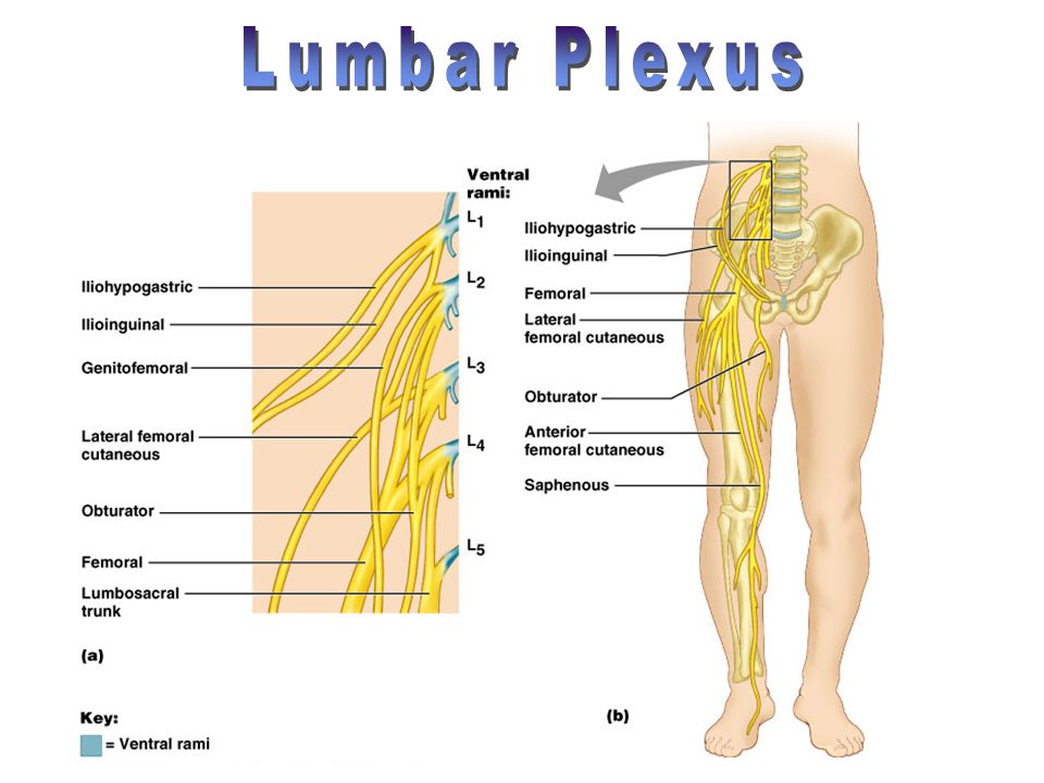 Pinched nerve numb anus