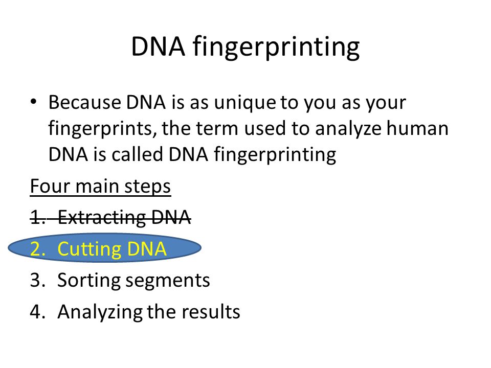 DNA fingerprinting Because DNA is as unique to you as your fingerprints, the term used to analyze human DNA is called DNA fingerprinting.