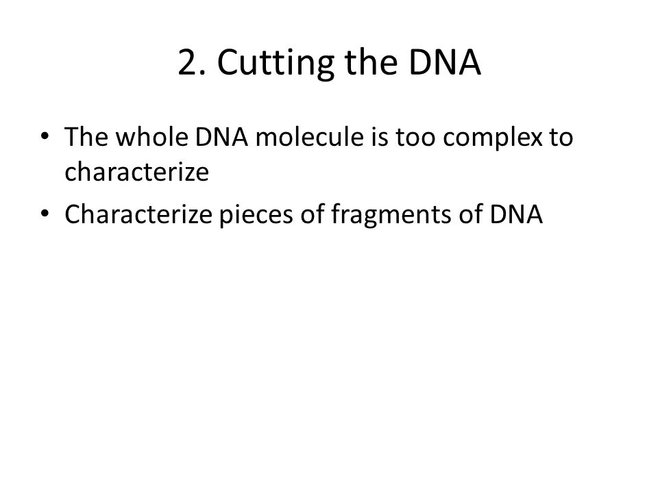 2. Cutting the DNA The whole DNA molecule is too complex to characterize.