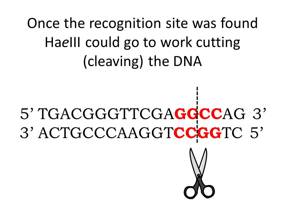Once the recognition site was found HaeIII could go to work cutting (cleaving) the DNA