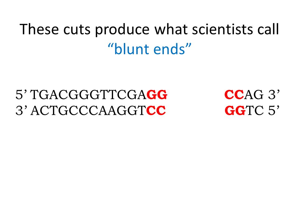 These cuts produce what scientists call blunt ends