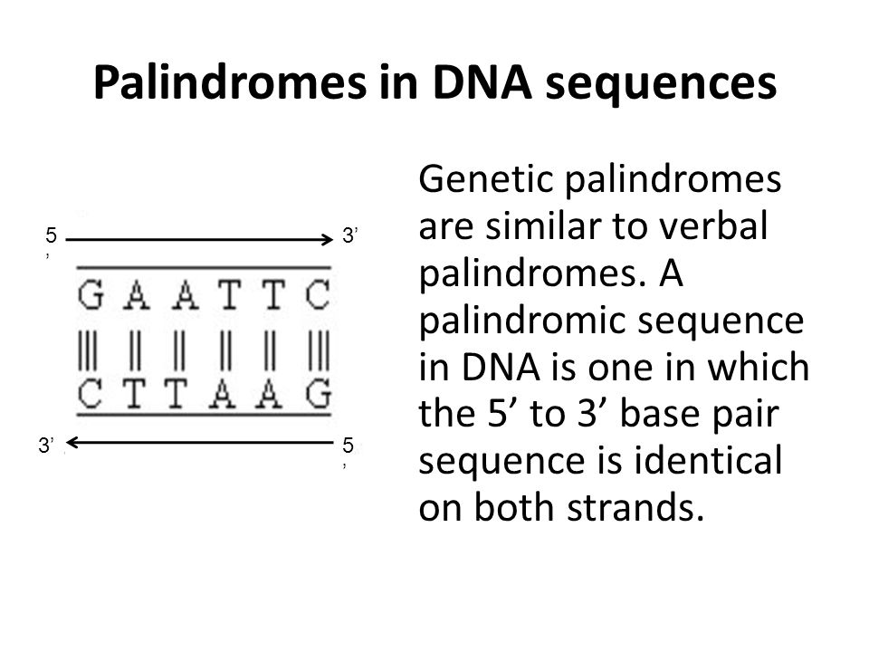 Palindromes in DNA sequences